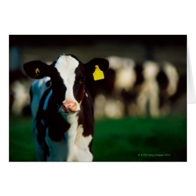 ホルスタイン・フリエシアンカーフ (正面横)