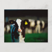 ホルスタイン・フリエシアンカーフ ポストカード (正面)