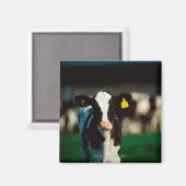 ホルスタイン・フリエシアンカーフ マグネット (正面/裏面)