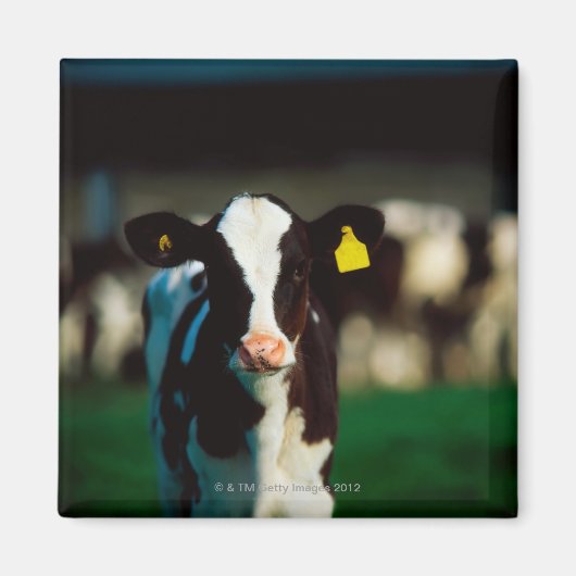 ホルスタイン・フリエシアンカーフ マグネット (正面)