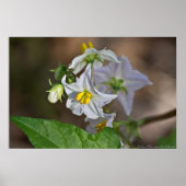 ホルセネトルの花と芽のワイルドフラワーのポスター ポスター (正面)