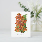 ホルレチア ポストカード (スタンド正面)