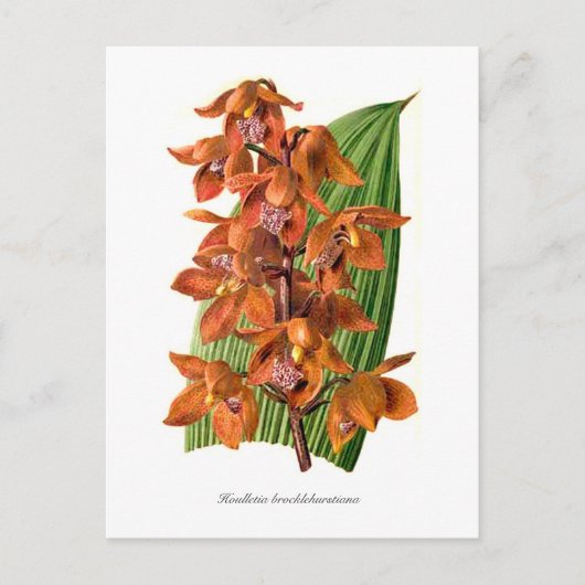 ホルレチア ポストカード (正面)