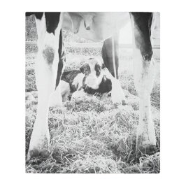 ホル生まれたばかりのスタインカーフメタルプリント メタルプリント