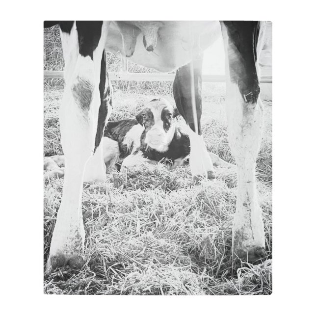 ホル生まれたばかりのスタインカーフメタルプリント メタルプリント (正面)