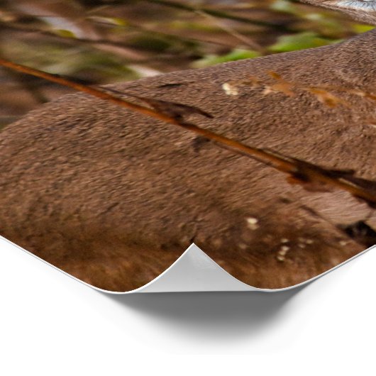 ホワイテールシカ ポスター (角)