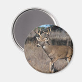 ホワイテールシカ マグネット (正面/裏面)