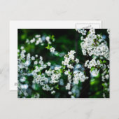 ホワイトさくらんぼフラズグリーン葉ズ ポストカード (正面/裏面)