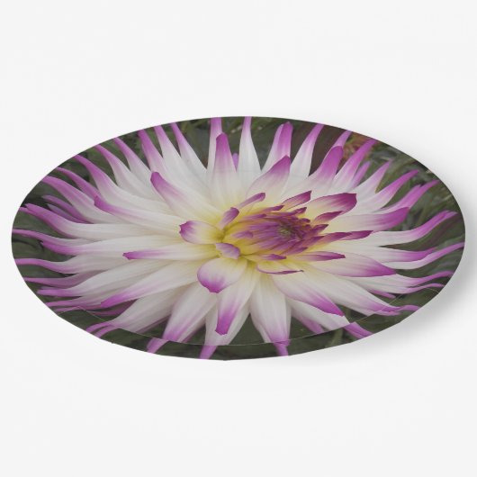 ホワイトとパープルサボテンDahliaフローラ ペーパープレート (アングル)