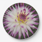 ホワイトとパープルサボテンDahliaフローラ ペーパープレート (正面)