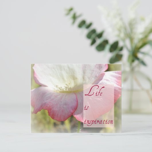 ホワイトアイスランドポピー – 人生はインスピレーションのポストカード ポストカード (スタンド正面)