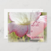 ホワイトアイスランドポピー – 人生はインスピレーションのポストカード ポストカード (正面/裏面)