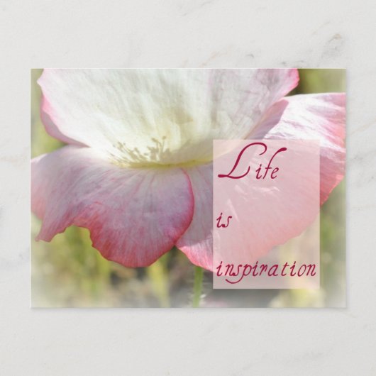 ホワイトアイスランドポピー – 人生はインスピレーションのポストカード ポストカード (正面)
