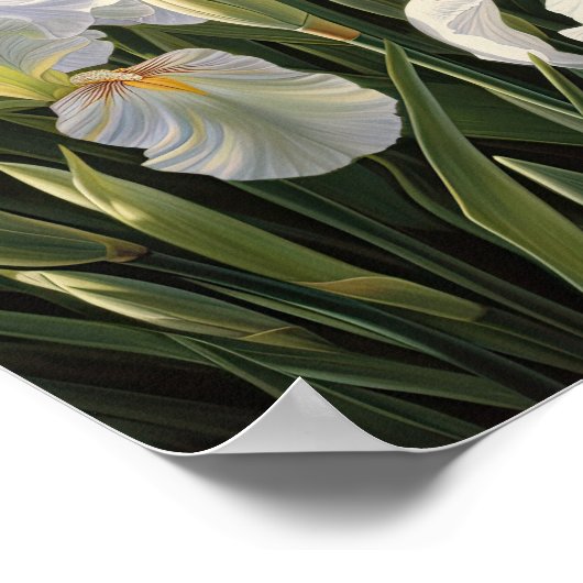 ホワイトアイリスフラワーアートプリントポスター ポスター (角)