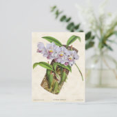 ホワイトアガニシアオーキッドヴィンテージ植物学 ポストカード (スタンド正面)