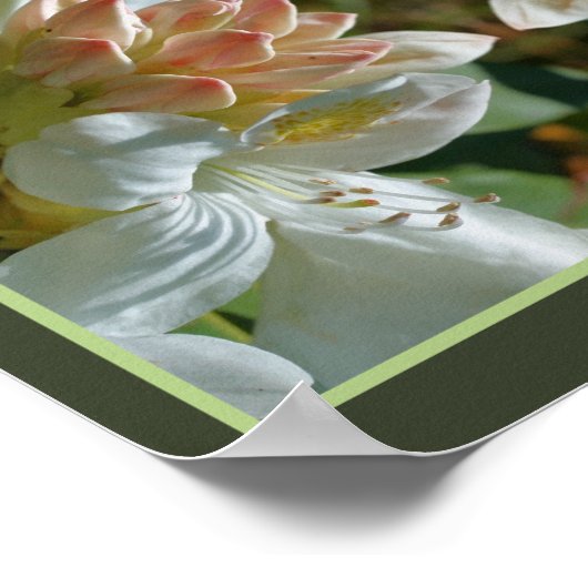 ホワイトアザレアフラワーブロッサムアンドブド抽象芸術 ポスター (角)