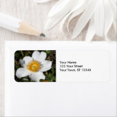 ホワイトアネモン ラベル (インサイチュ)