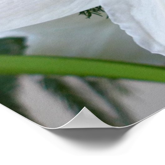 ホワイトアマリリスとクリスマスツリー ポスター (角)