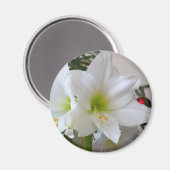 ホワイトアマリリスとクリスマスツリー マグネット (正面/裏面)