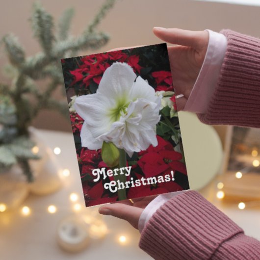 ホワイトアマリリス開花フローラクリスマスカード シーズンカード