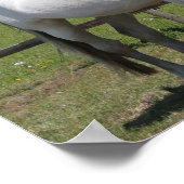 ホワイトアラブホースプリント ポスター (角)