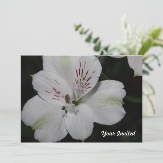 ホワイトアルストロメリアユア招待され招待状 招待状 (スタンド正面)