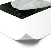 ホワイトアンスリウム開花写真 ポスター (角)