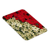 ホワイトアンドレッドポインセティアスIホリデイフローラ マグネット (右側)