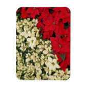 ホワイトアンドレッドポインセティアスIホリデイフローラ マグネット (縦)