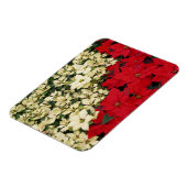 ホワイトアンドレッドポインセティアスIホリデイフローラ マグネット (左側)