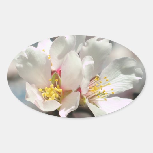 ホワイトアーモンドの花のシール 楕円形シール (正面)