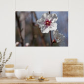 ホワイトアーモンドフラワーナチュラル春ライトエレガント ポスター (キッチン)