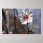 ホワイトアーモンドフラワーナチュラル春ライトエレガント ポスター (正面)