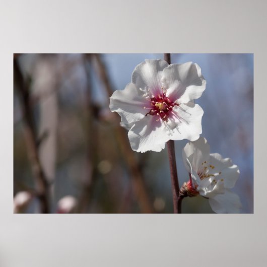 ホワイトアーモンドフラワーナチュラル春ライトエレガント ポスター (正面)