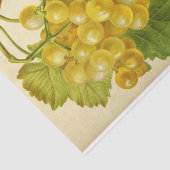 ホワイトイエローグレープワインエフェメラデクページ 薄葉紙 (詳細)