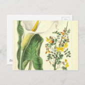 ホワイトイエローワイルドフラワーヴィンテージプリント ポストカード (正面/裏面)