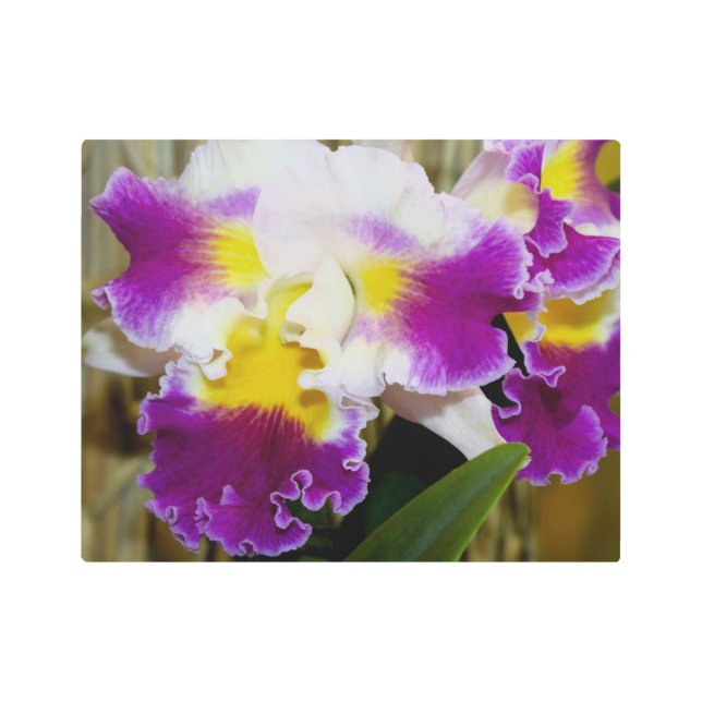 ホワイトイエロー&マルーンオーキッドウォールアート メタルプリント (正面)