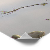 ホワイトイビスインツリーポスター ポスター (角)