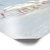 ホワイトイビスショアバーズオンビーチ フォトプリント            (角)