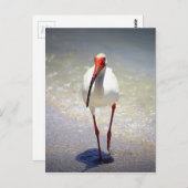 ホワイトイビスストラット ポストカード (正面/裏面)