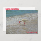 ホワイトイビスバードオンビーチサニベルアイランドフロリダ ポストカード (正面/裏面)