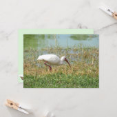 ホワイトイビスフラットグリーティングカード カード (正面/裏面インサイチュ)