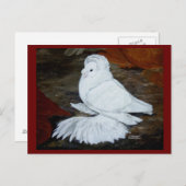 ホワイトイングリッシュトランピーターピジョン ポストカード (正面/裏面)