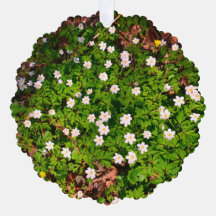 ホワイトウッドアネモン春の花