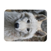 ホワイトウルフ可撓磁石 マグネット (横)