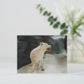 ホワイトウルフ ポストカード (スタンド正面)