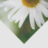 ホワイトオックスアイデイジー – ユカンセムバルガレ 薄葉紙 (詳細)