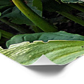 ホワイトオリエンタルリリー開花フローラ ポスター (コーナー)