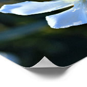 ホワイトオレアンダー花壁ポスター/プリント ポスター (角)