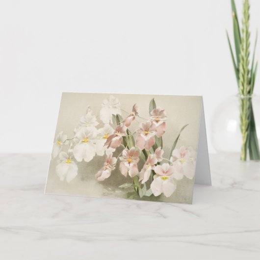 ホワイトオーキズフラワーヴィンテージオールドイラストレーション カード (正面)